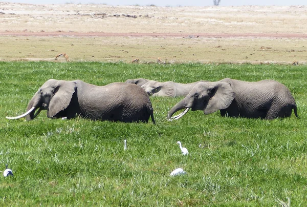 Olifanten n Afrika — Stockfoto