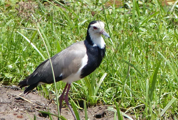 Hermoso pájaro — Foto de Stock