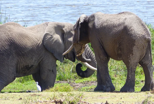 Słonie Afryka n — Zdjęcie stockowe