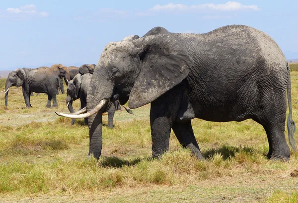 Elephants n Africa — Stock Photo, Image