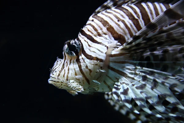 Hermoso pescado — Foto de Stock