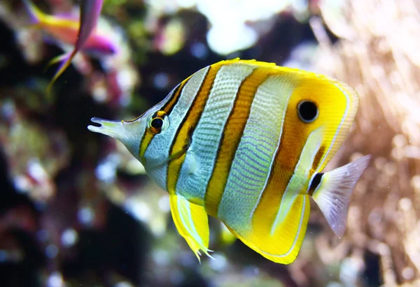 Hermoso pescado — Foto de Stock