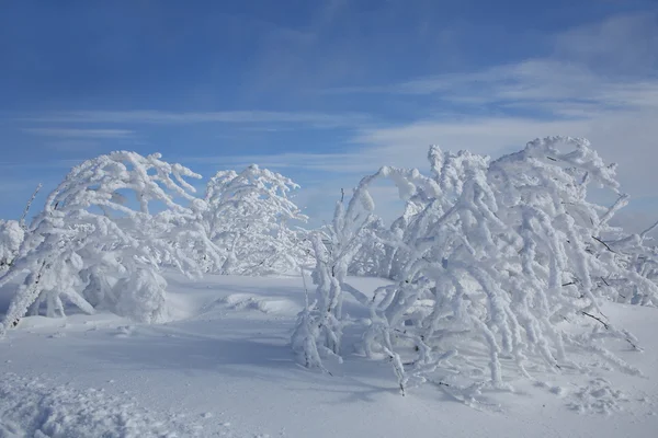 Winter in the moutains — Stock Photo, Image