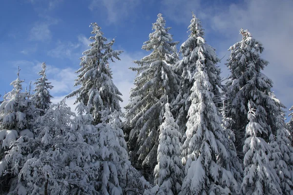 Winter in the moutains — Stock Photo, Image