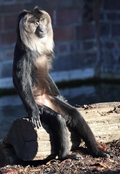 Macaquinho — Fotografia de Stock