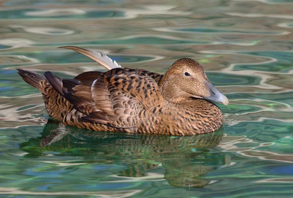 Beautiful bird — Stock Photo, Image