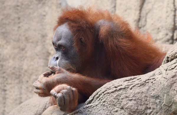 Orang Utan — Stock Photo, Image