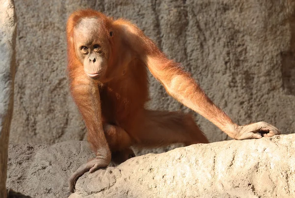 Orang Utan — Stock Photo, Image