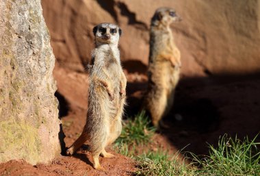 Şirin suricate