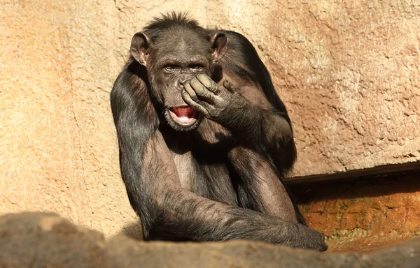 Chimpancé — Foto de Stock