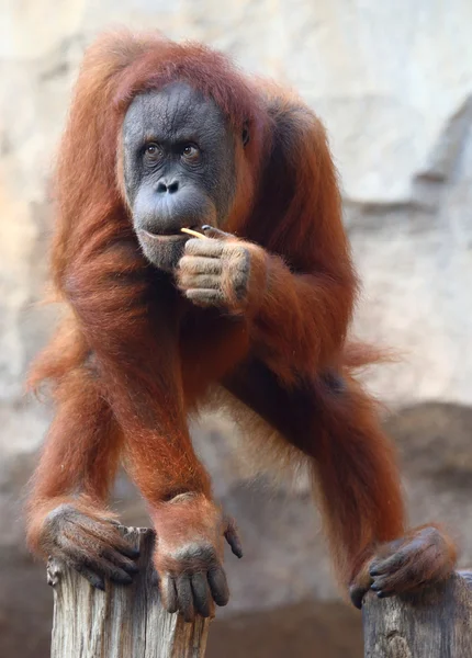 Orang Utan — Stock Photo, Image