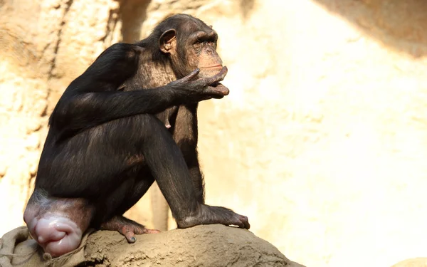 Chimpancé — Foto de Stock