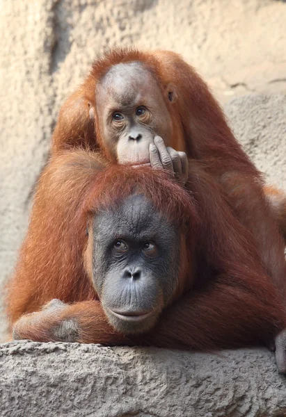 Orang Utan — Stock Photo, Image