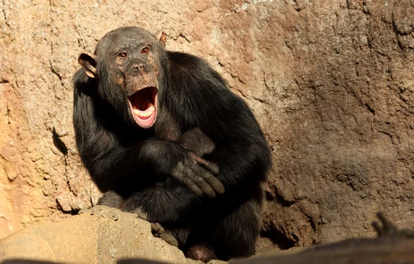 Chimpancé — Foto de Stock