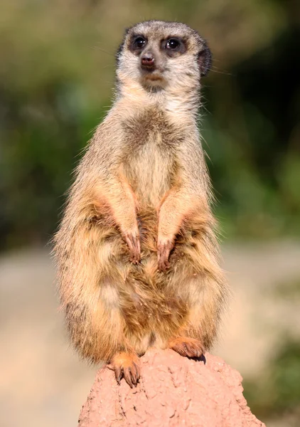 Lindo suricate — Foto de Stock