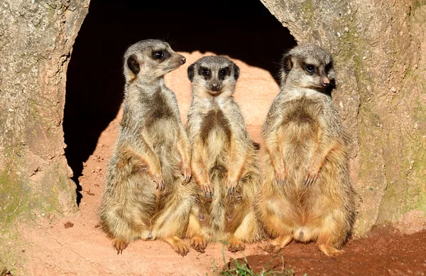 Lindo suricate — Foto de Stock