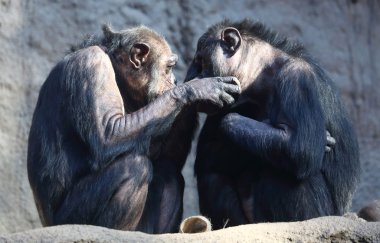 Şempanze.