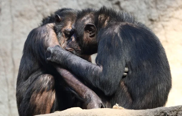 Chimpancé — Foto de Stock