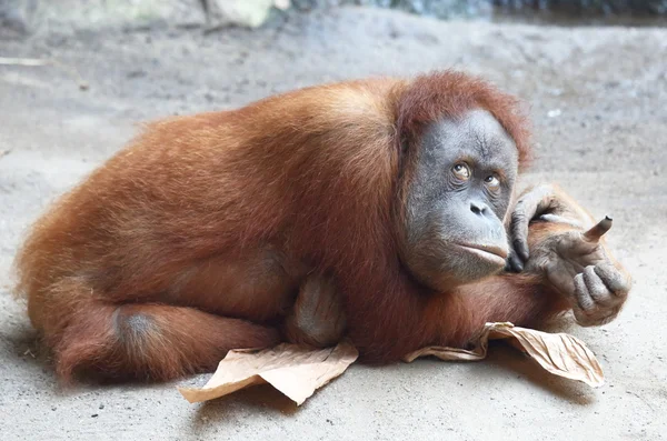 Orang utan — Stockfoto