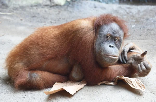 Orang utan — Stockfoto