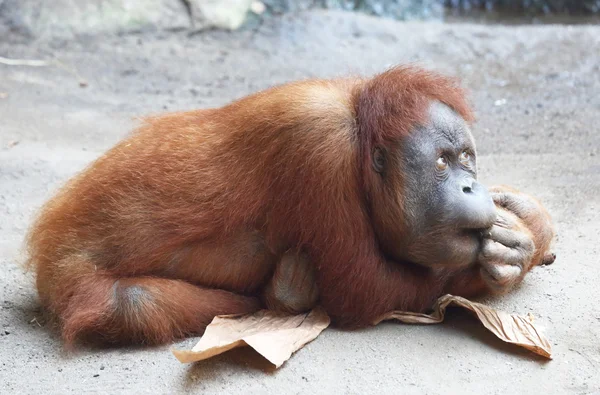 Orangután — Foto de Stock