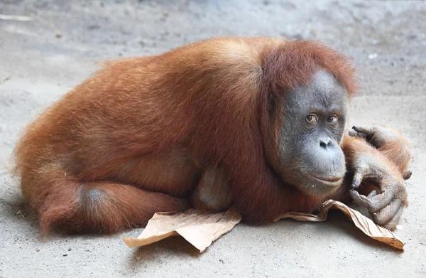 Orang Oetan — Stockfoto