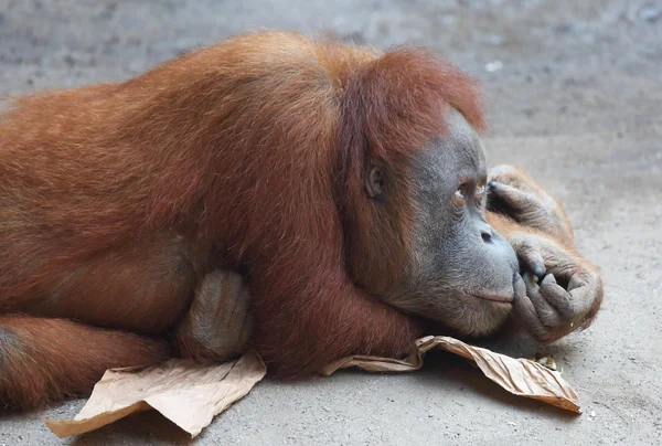 Orang Utan — Stock Photo, Image