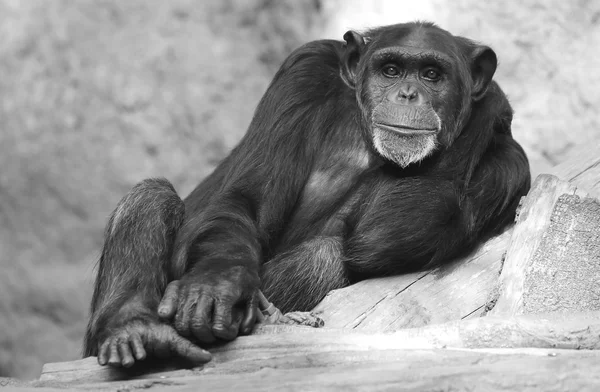 Chimpanzé — Photo