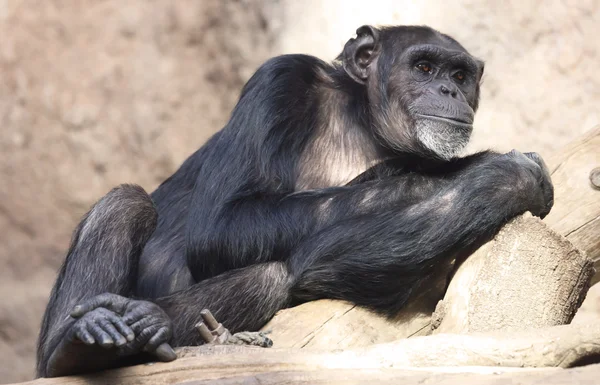 Chimpancé — Foto de Stock