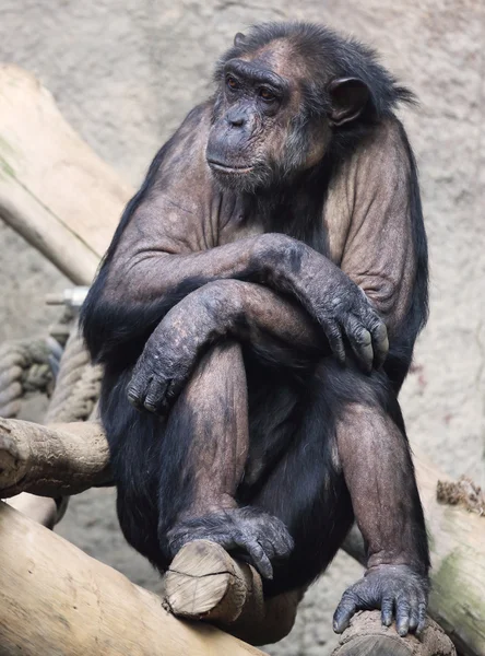 Chimpanzé — Photo