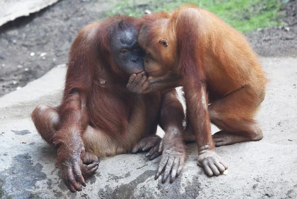 Orang utan — Stockfoto