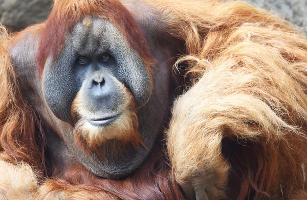 Orang utan — Stockfoto