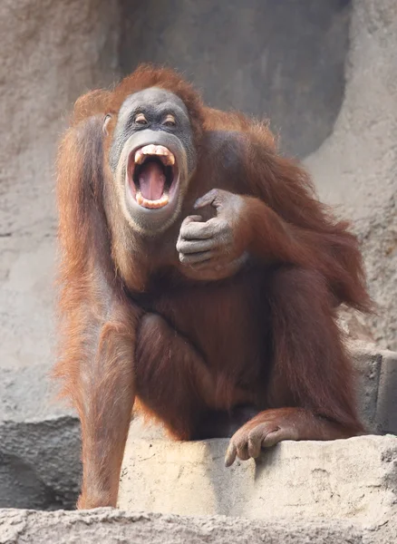 orangutan