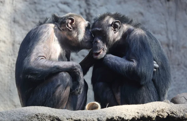 Shimpanzee Obrazek Stockowy