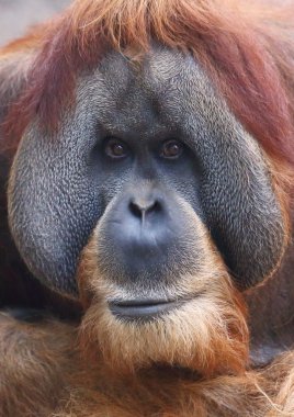 orangutan