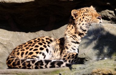 leopar