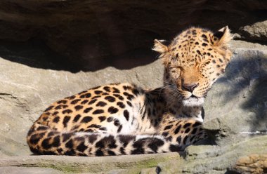 leopar