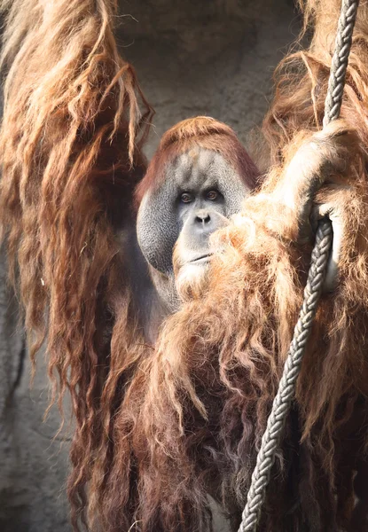 Orangutan — Stok fotoğraf