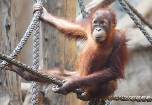 Orangutan — Stok fotoğraf