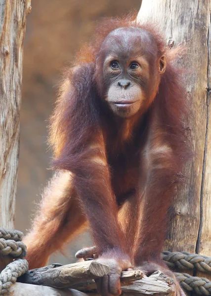 Orang utan — Stockfoto