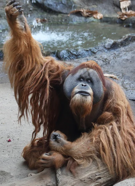 Orang utan — Stockfoto