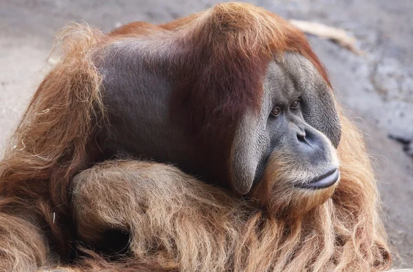 Orang Utan — Stock Photo, Image