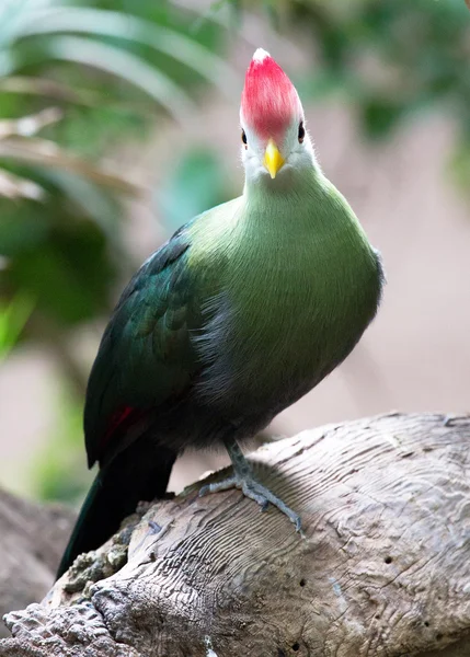 Hermoso pájaro — Foto de Stock