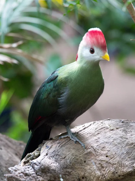 Schöner Vogel — Stockfoto