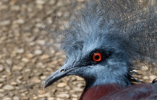 Bello uccello — Foto Stock