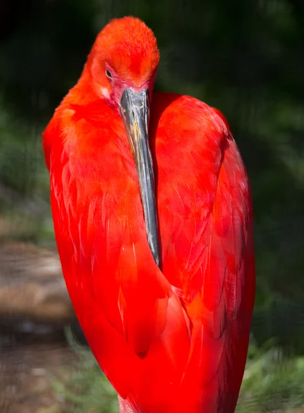 Vacker fågel — Stockfoto