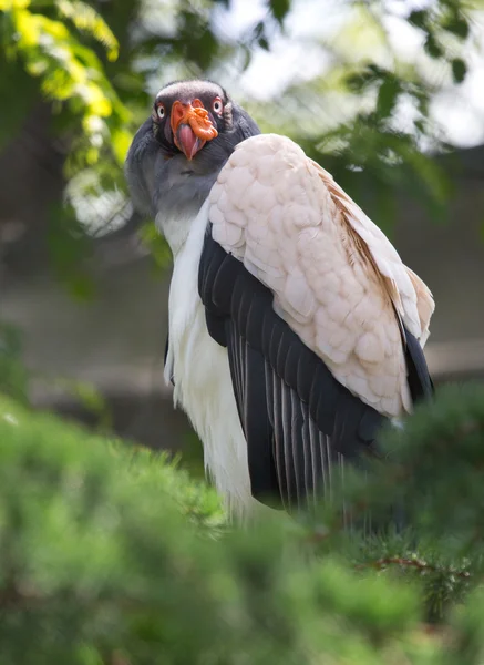 Geier — Stockfoto