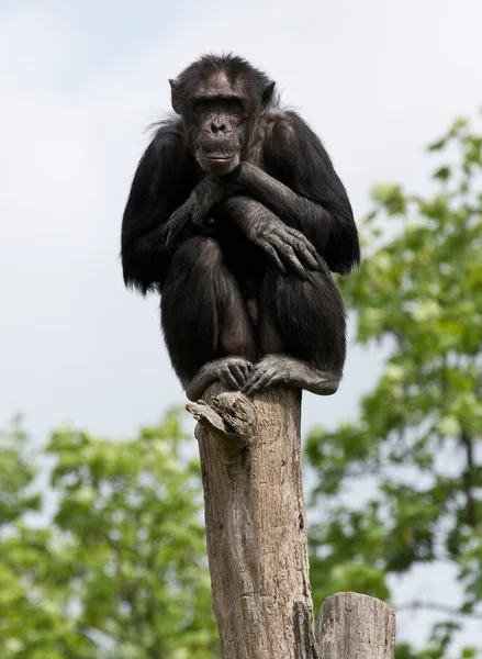 Schimpanse — Stockfoto