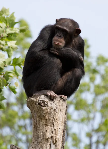 Chimpanzé — Fotografia de Stock