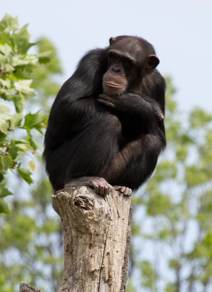 Şirin şempanze — Stok fotoğraf